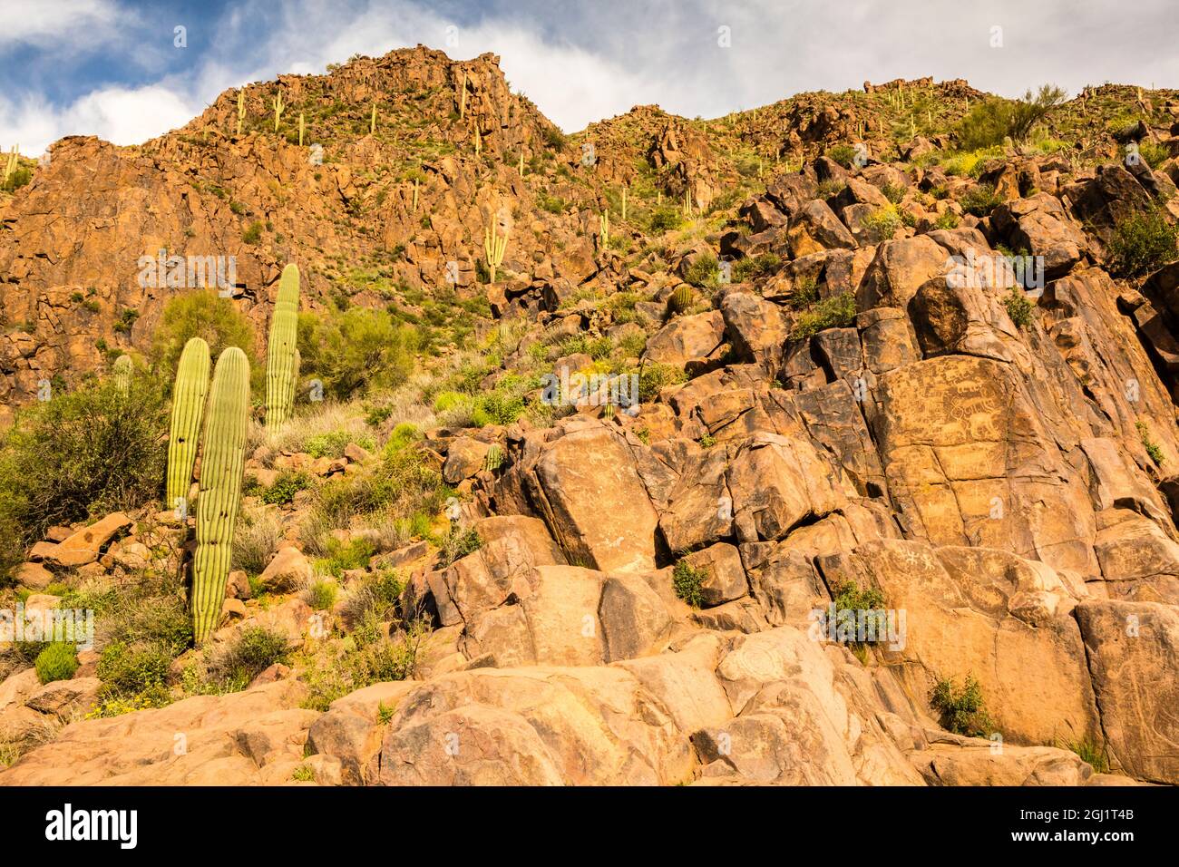 USA, Arizona, Superstition Wilderness. Saguaro Kaktus am Wüstenhang. Kredit als: Cathy & Gordon Illg / Jaynes Gallery / DanitaDelimont.com Stockfoto