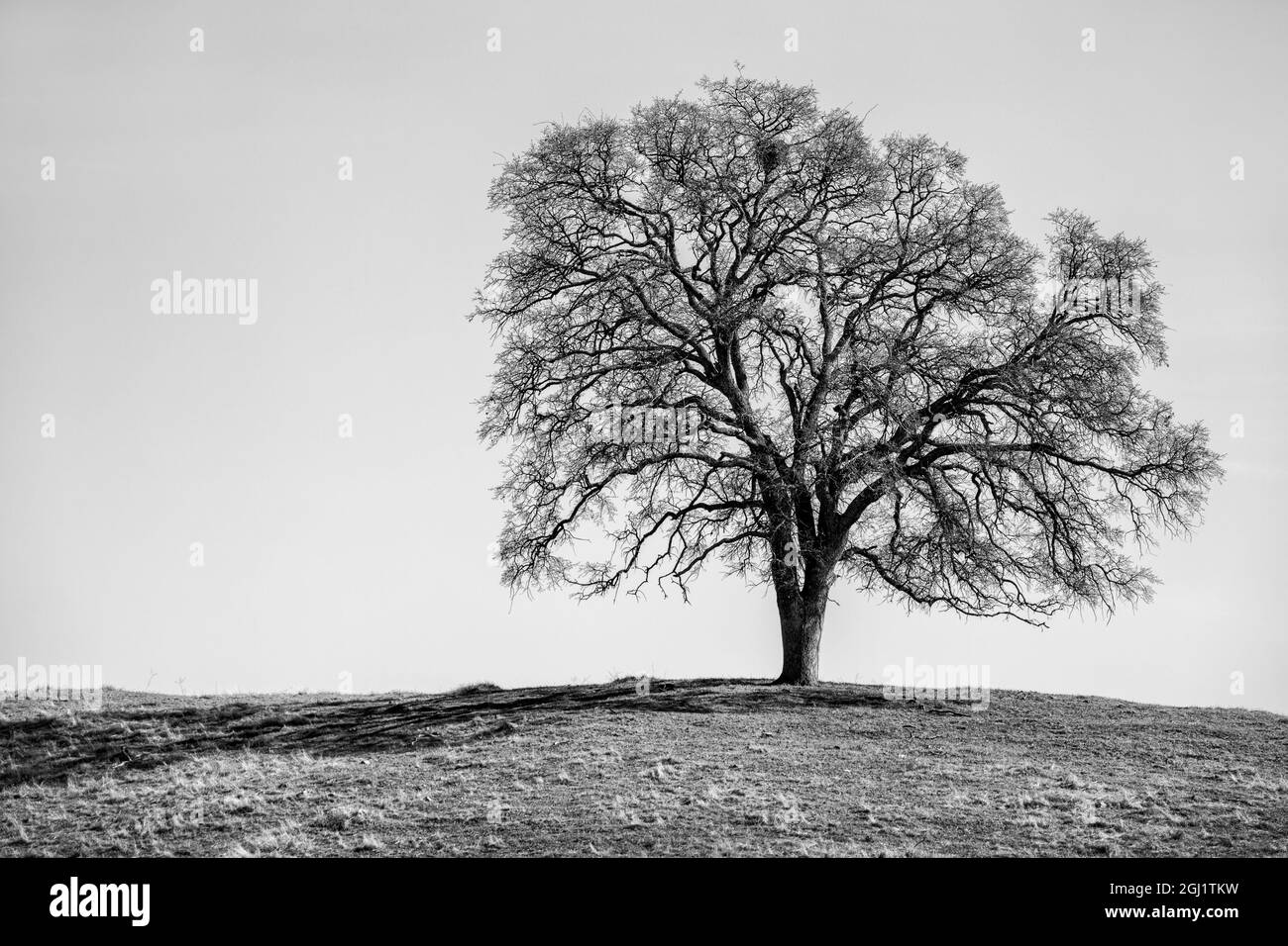 USA, Kalifornien, Madera County, Live Oak on a Hill Stockfoto