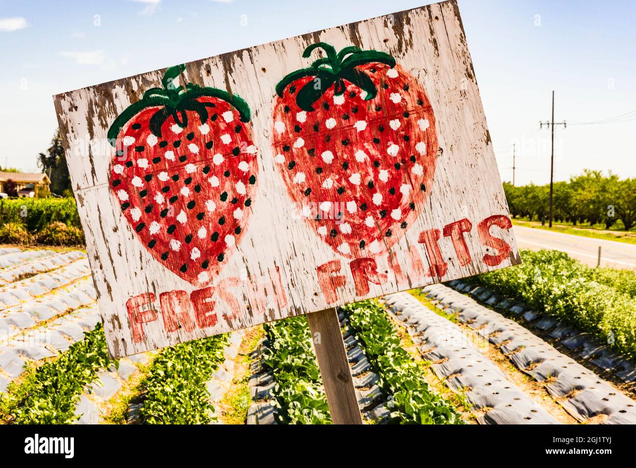 USA, Kalifornien, Central Valley, San Joaquin River Valley, Modesto, Aan Saechaos Garten und Schild für Erdbeeren, die an seinem Straßenstand auf dem Labyrinth verkauft wurden Stockfoto