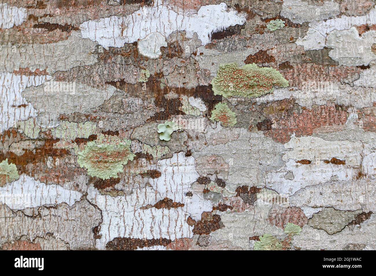 Detail auf Baumrinde (Vernicia fordii) zeigen Tarnmuster von Flechten, die auf Baumrinde wachsen Stockfoto