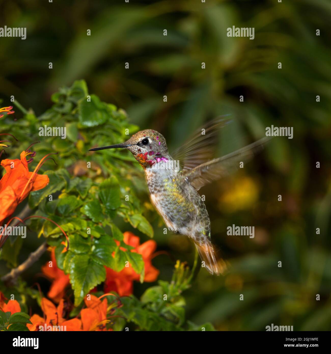 USA, Kalifornien. Männliche Anna's Kolibri fliegen. Credit: Christopher Talbot Frank/Jaynes Galerie/DanitaDelimont.com Stockfoto