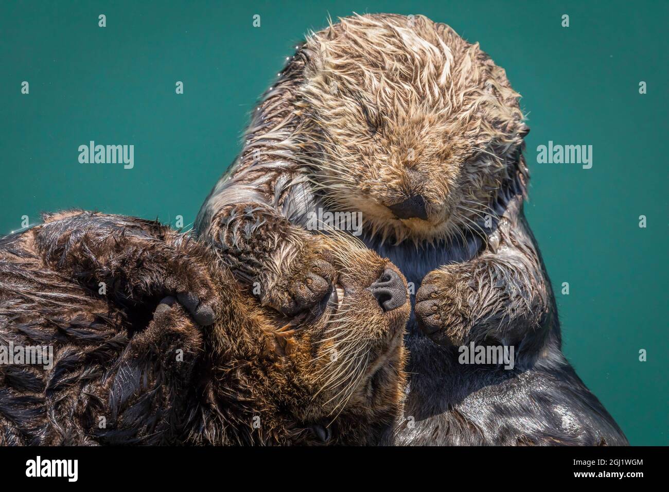 USA, Kalifornien, Morro Bay State Park. Sea Otter Mutter mit Welpen. Credit: Don Paulson/Jaynes Galerie/DanitaDelimont.com Stockfoto