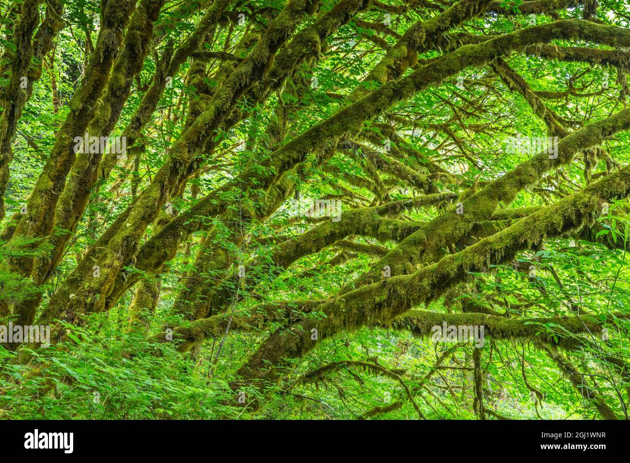 USA, Kalifornien, Redwoods National & State Parks, moosige Bäume Stockfoto