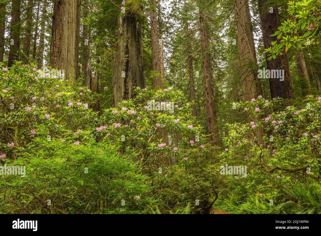 USA, Kalifornien, Redwoods National & State Parks, Redwoods und Rhododendronblüten Stockfoto