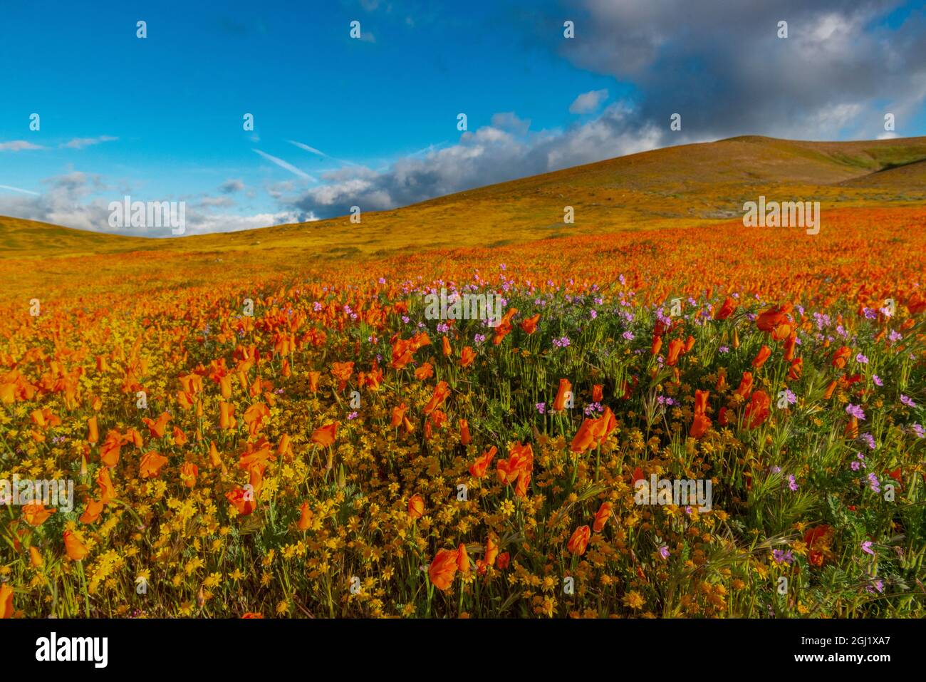 USA, Kalifornien. Feld von kalifornischem Mohn, Goldfeld und Filaree Wildblumen, in der Nähe von Poppy Reserve, Lancaster, Kalifornien Stockfoto