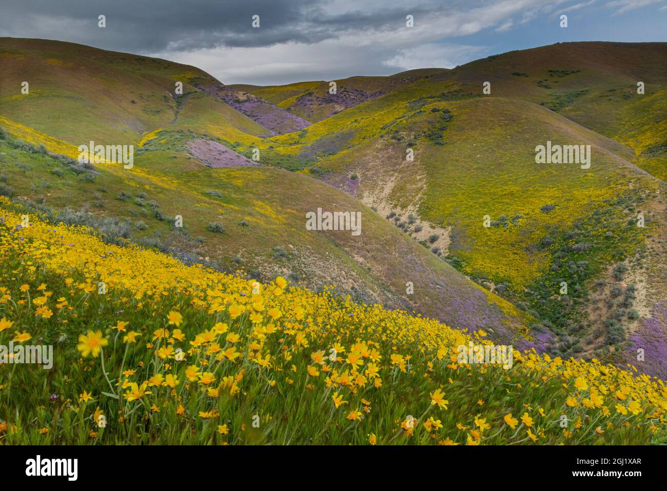 Usa, Kalifornien. Hügel mit Goldfeldern und Eulenklee, Carrizo Plain National Monument Stockfoto