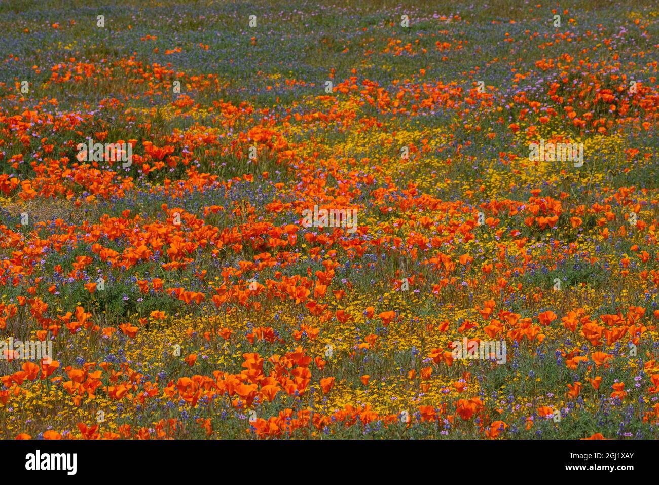 Usa, Kalifornien. Gelbe, orange, blaue und violette Wildblumen füllen eine Wiese in der Nähe von Poppy Reserve, Lancaster, Kalifornien Stockfoto