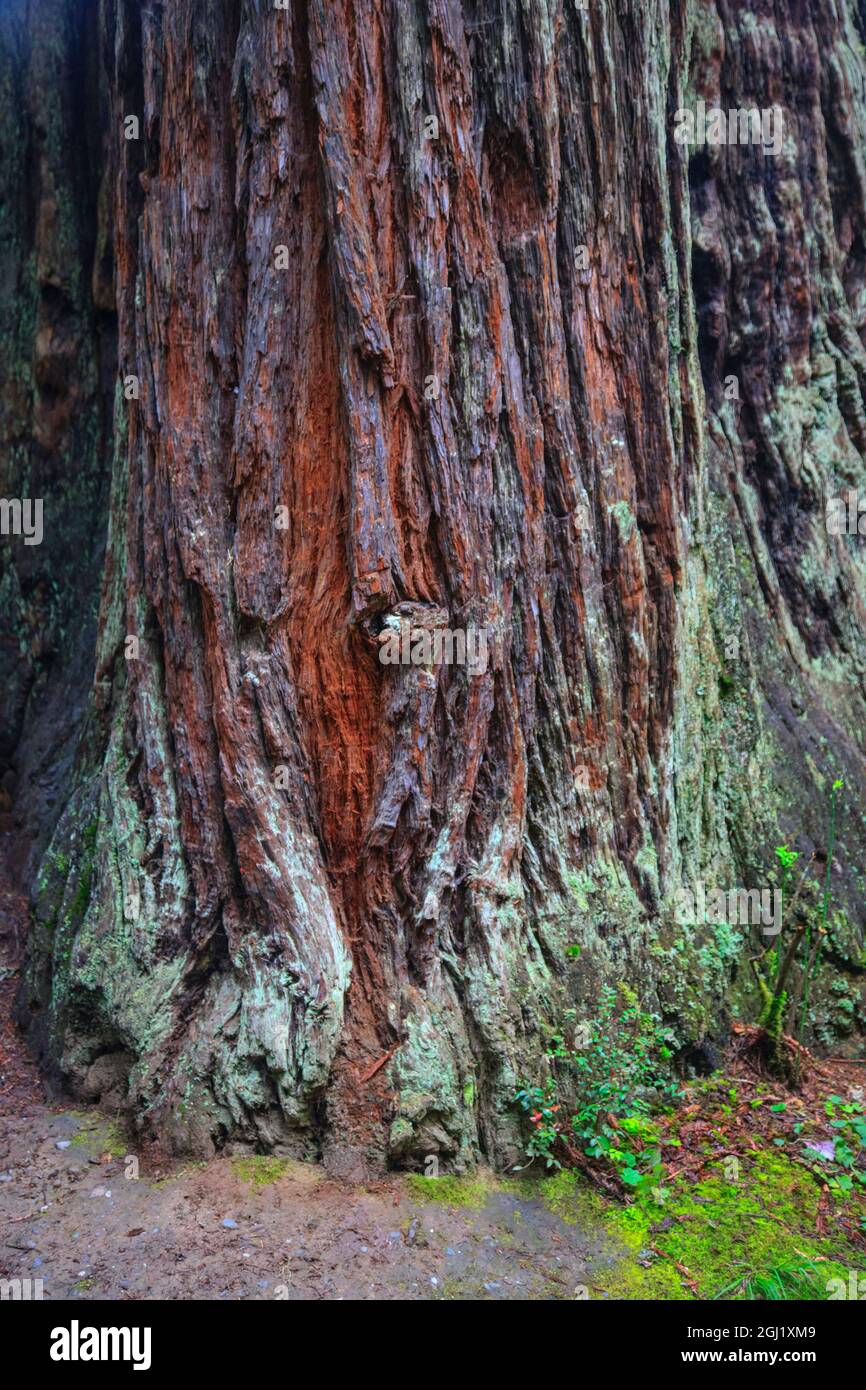 Redwood National Park, Basis eines riesigen Redwood-Baumes. Stockfoto