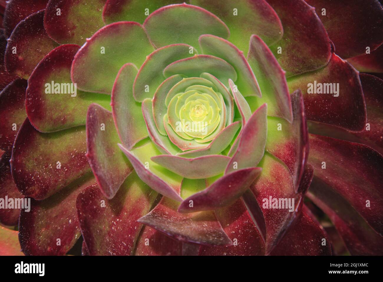 Sukulent genannt Prärie Sonnenuntergang oder Hauseks. Stockfoto