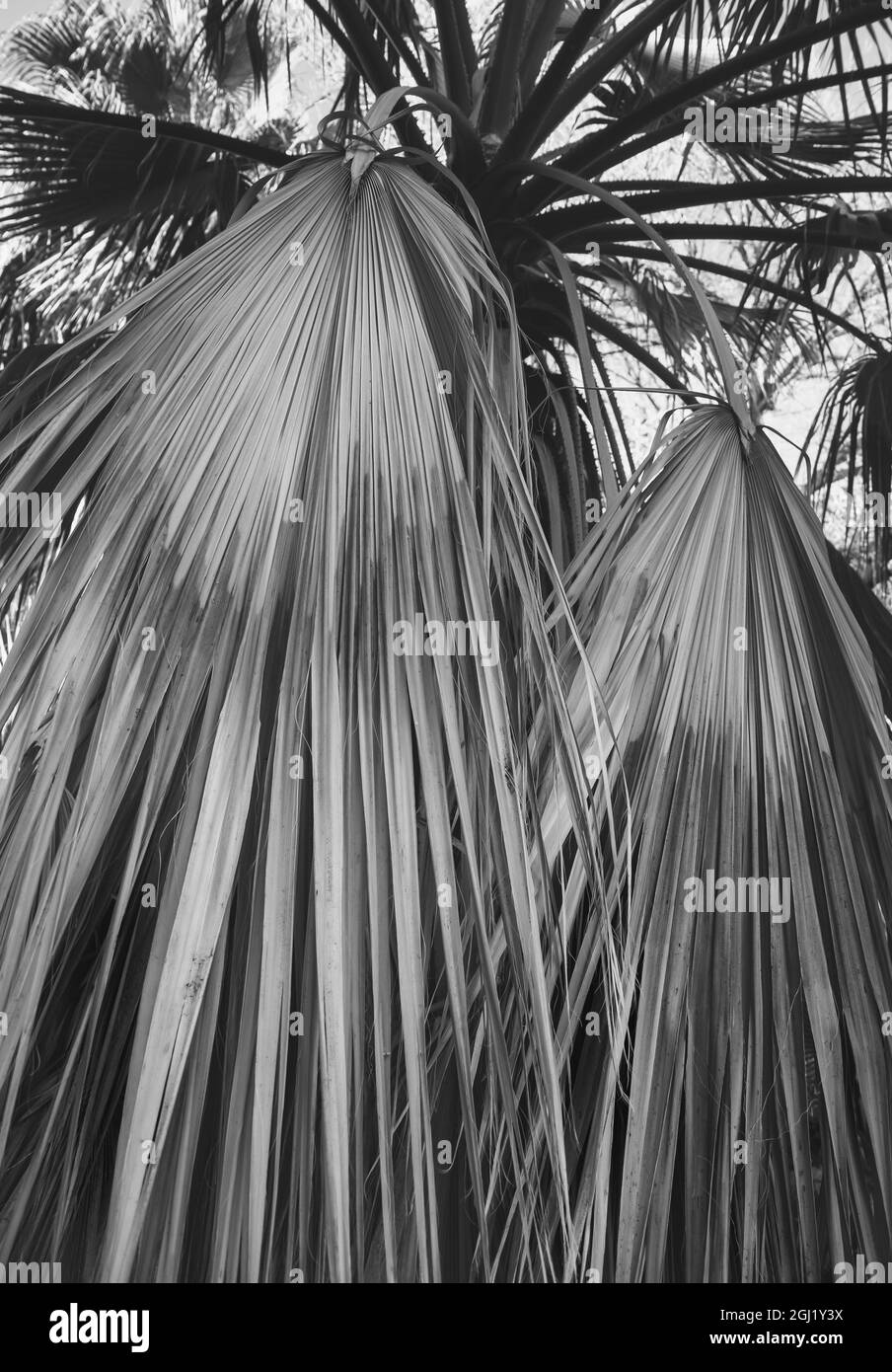 Indian Canyons, Palm Springs, Kalifornien Stockfoto