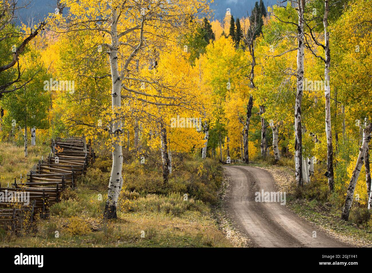 Ländliche Forststraße durch goldene Espenbäume im Herbst, Sneffels Wilderness Arera, Uncompahgre National Forest, Colorado Stockfoto