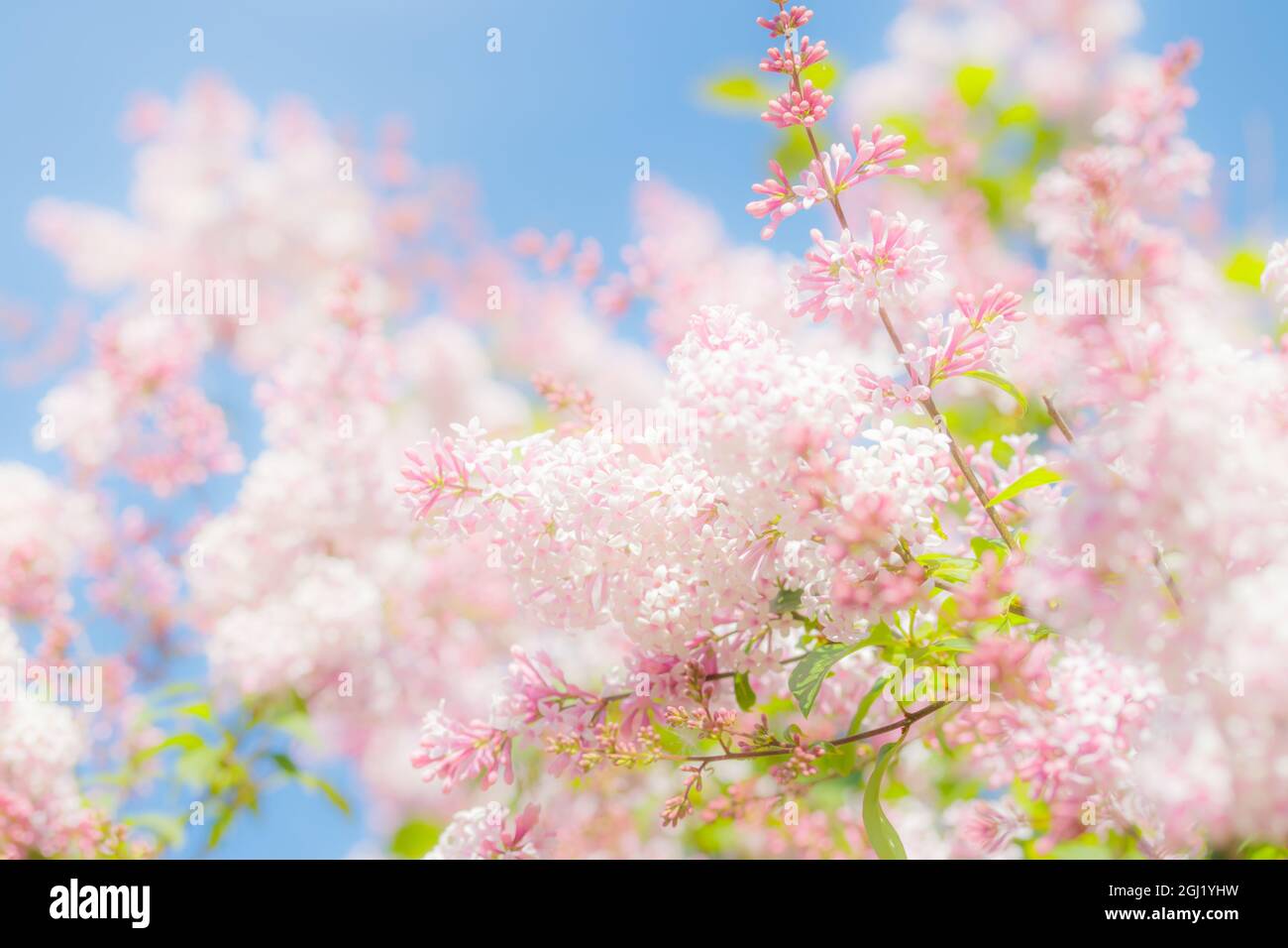 Schöner rosafarbener Fliederzweig mit Blumen und Knospen im Sommergarten Stockfoto