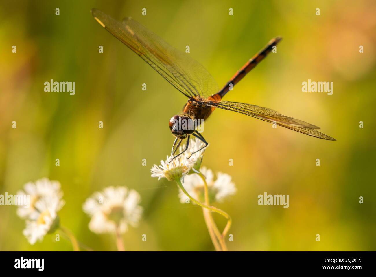 USA, Florida, Orlando Wetlands Park. Die Fliege blüht. Kredit als: Cathy & Gordon Illg / Jaynes Gallery / DanitaDelimont.com Stockfoto