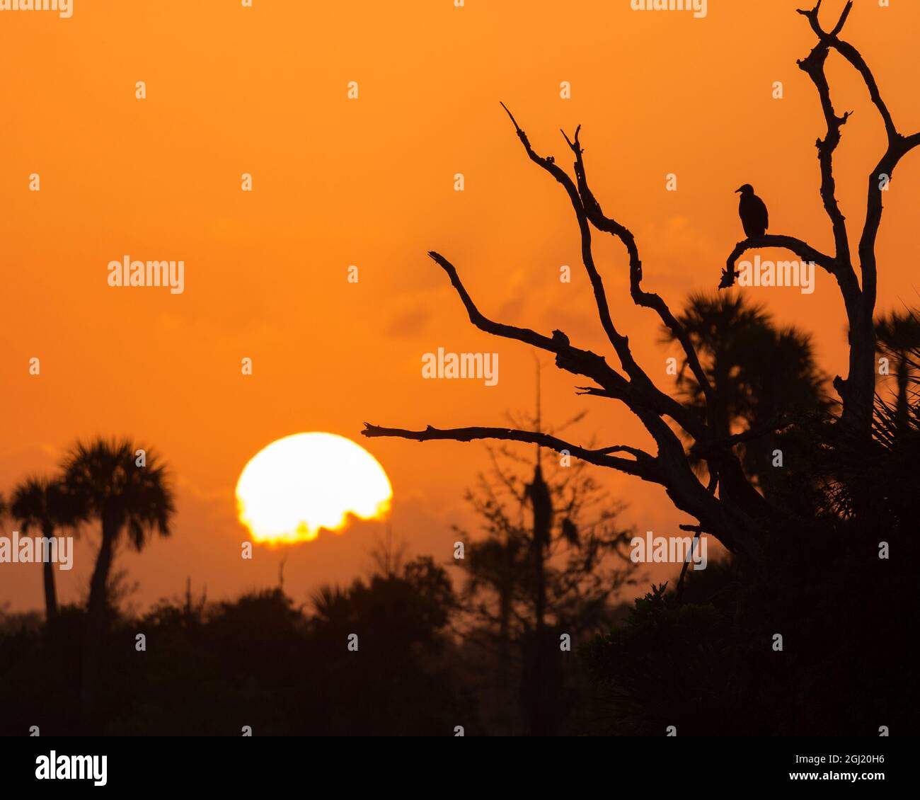 USA, Florida. Die Sonne geht über dem Orlando Wetlands Park auf. Stockfoto