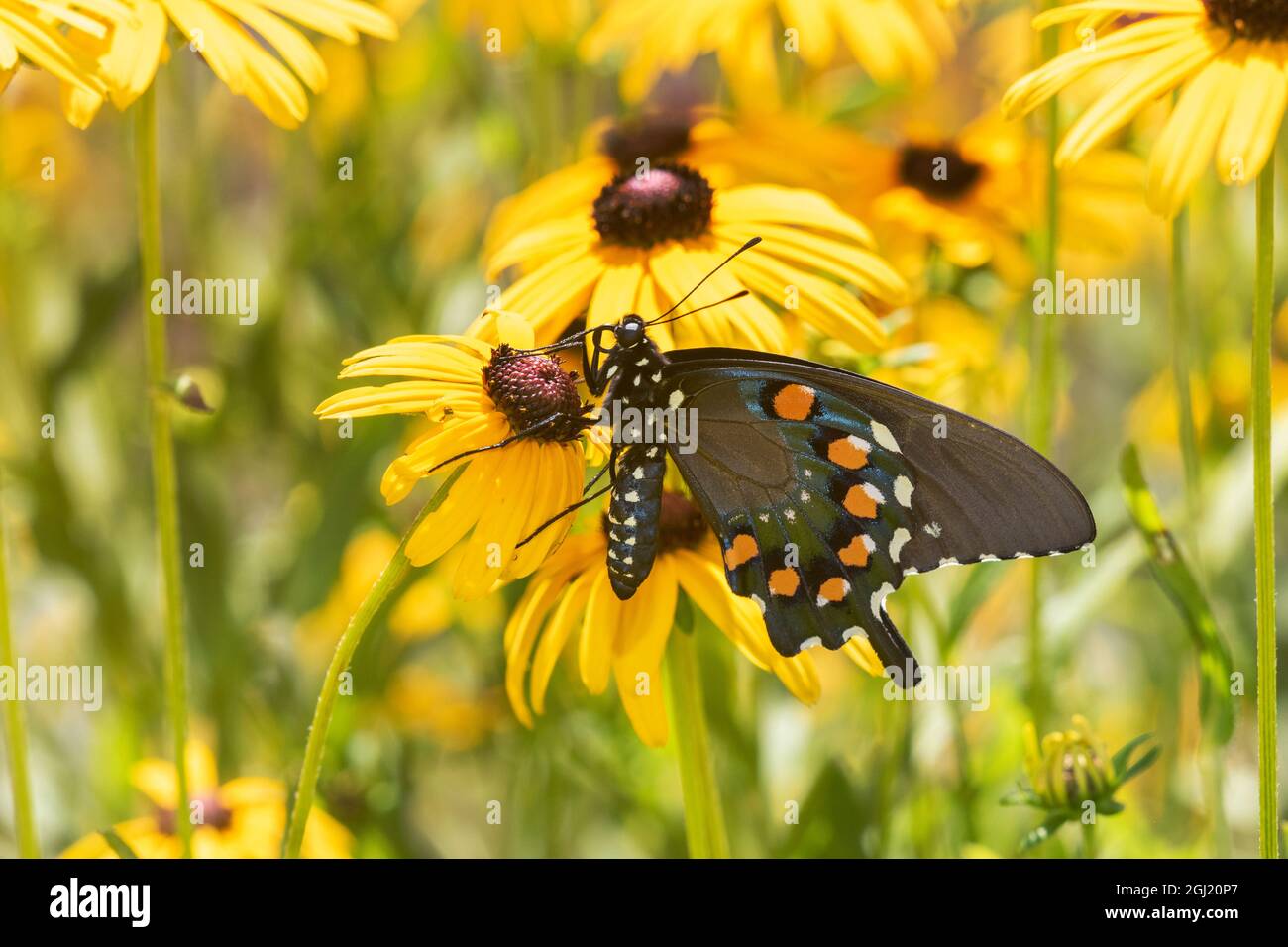 Pipevine-Schwalbenschwanz auf Black-Eyed Susan, Marion County, Illinois. Stockfoto