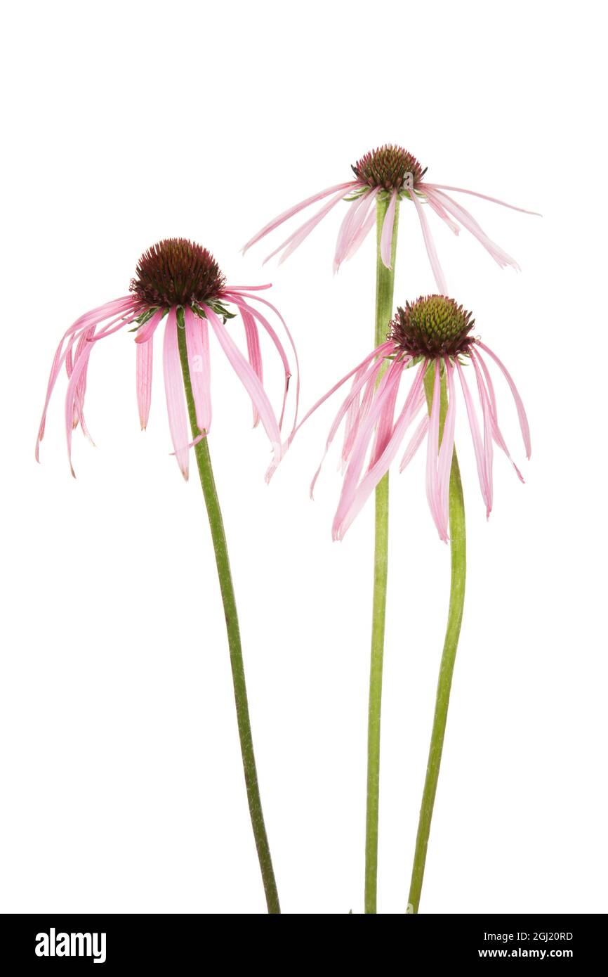 Hellviolette Kegelblumen. Marion County, Illinois, USA. Stockfoto