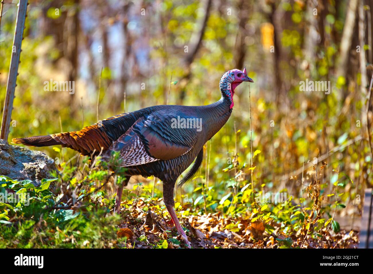 Nordamerika, USA, Minnesota, Mendota Heights , Wild Turkey Stockfoto