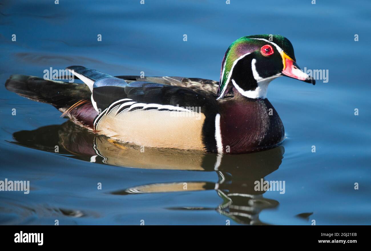 nordamerikanische wasservogel stockfotos und bilder kaufen alamy