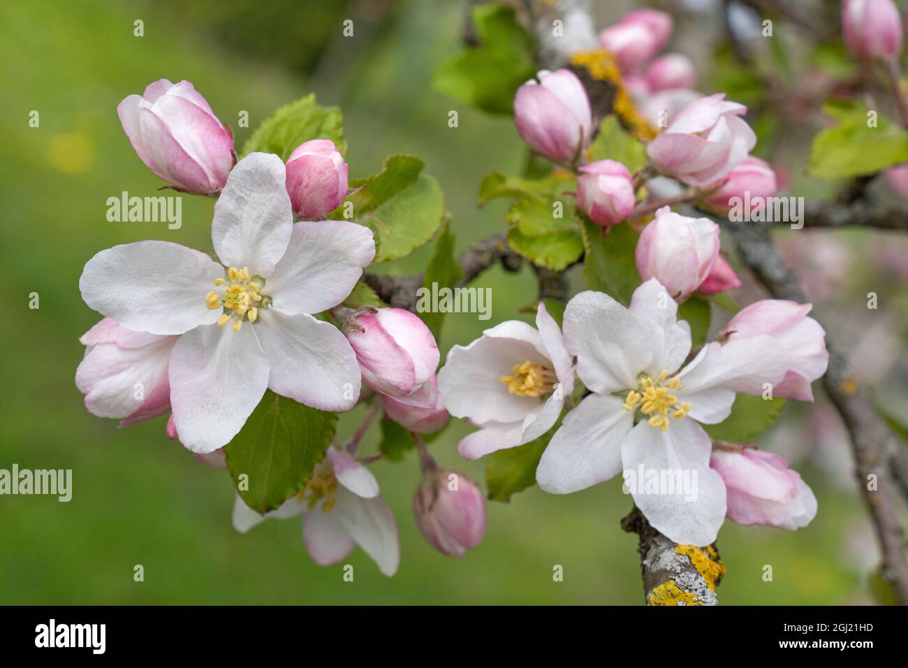 Weiße Blüten und rosa Knospen eines Apfelbaums in Nahaufnahme Stockfoto