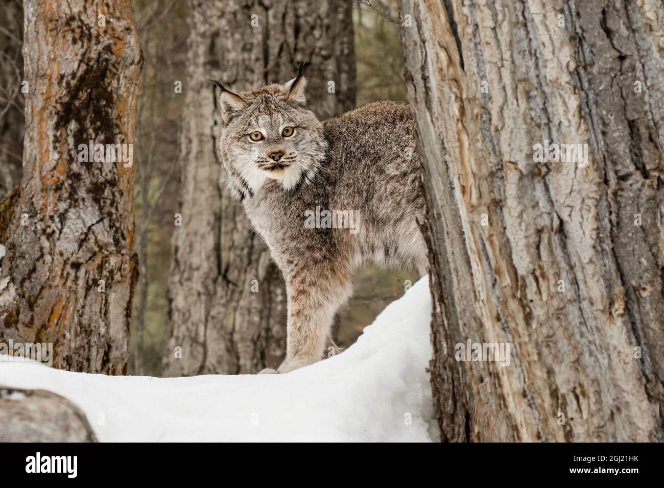 Kanada Lynx oder Kanadischen Luchs im Winter, (Captive) Montana Lynx canadensis, Felidae Stockfoto