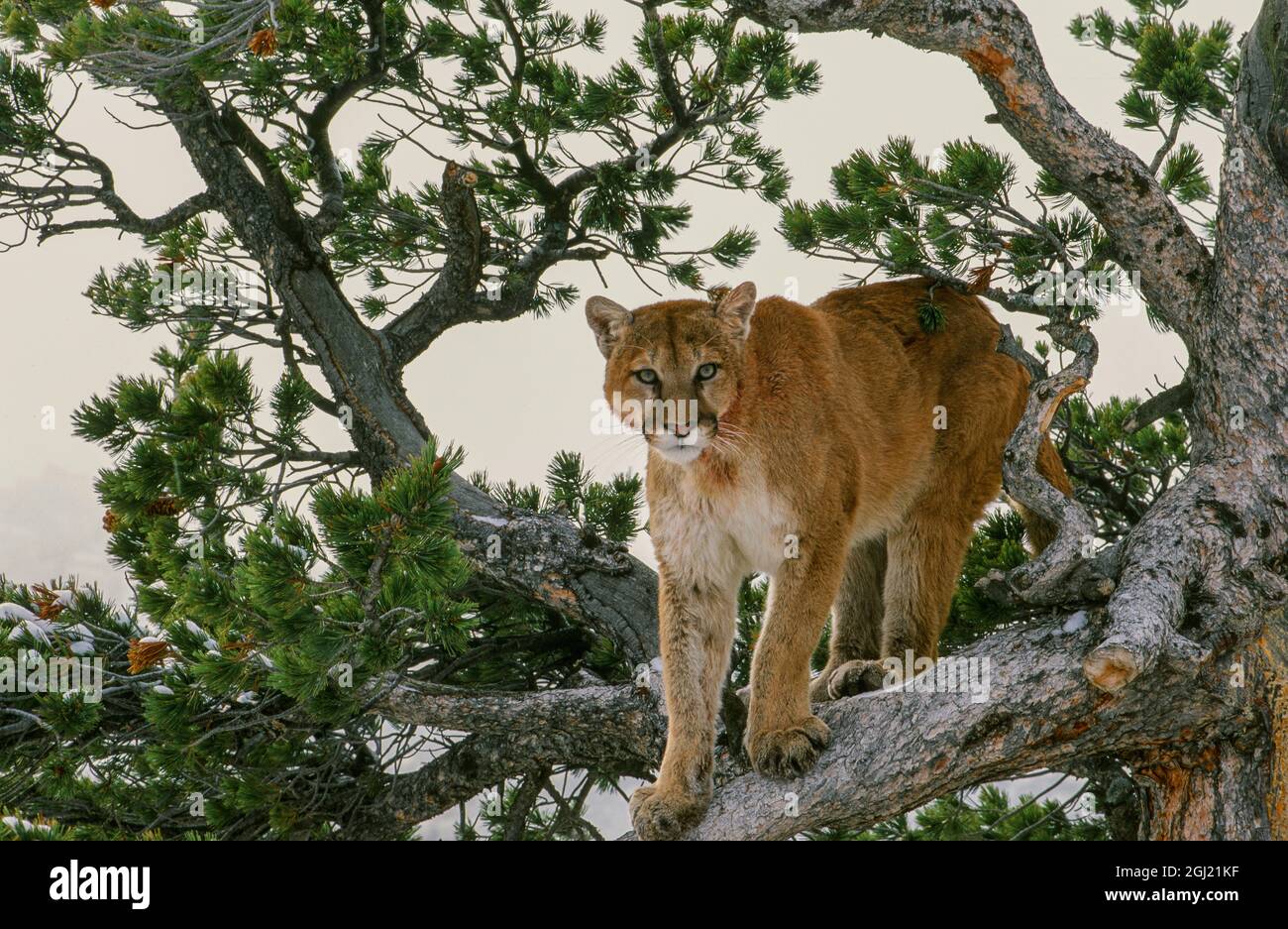 Captive Mountain Lion liegt auf dem Evergreen Tree in Montana Stockfoto