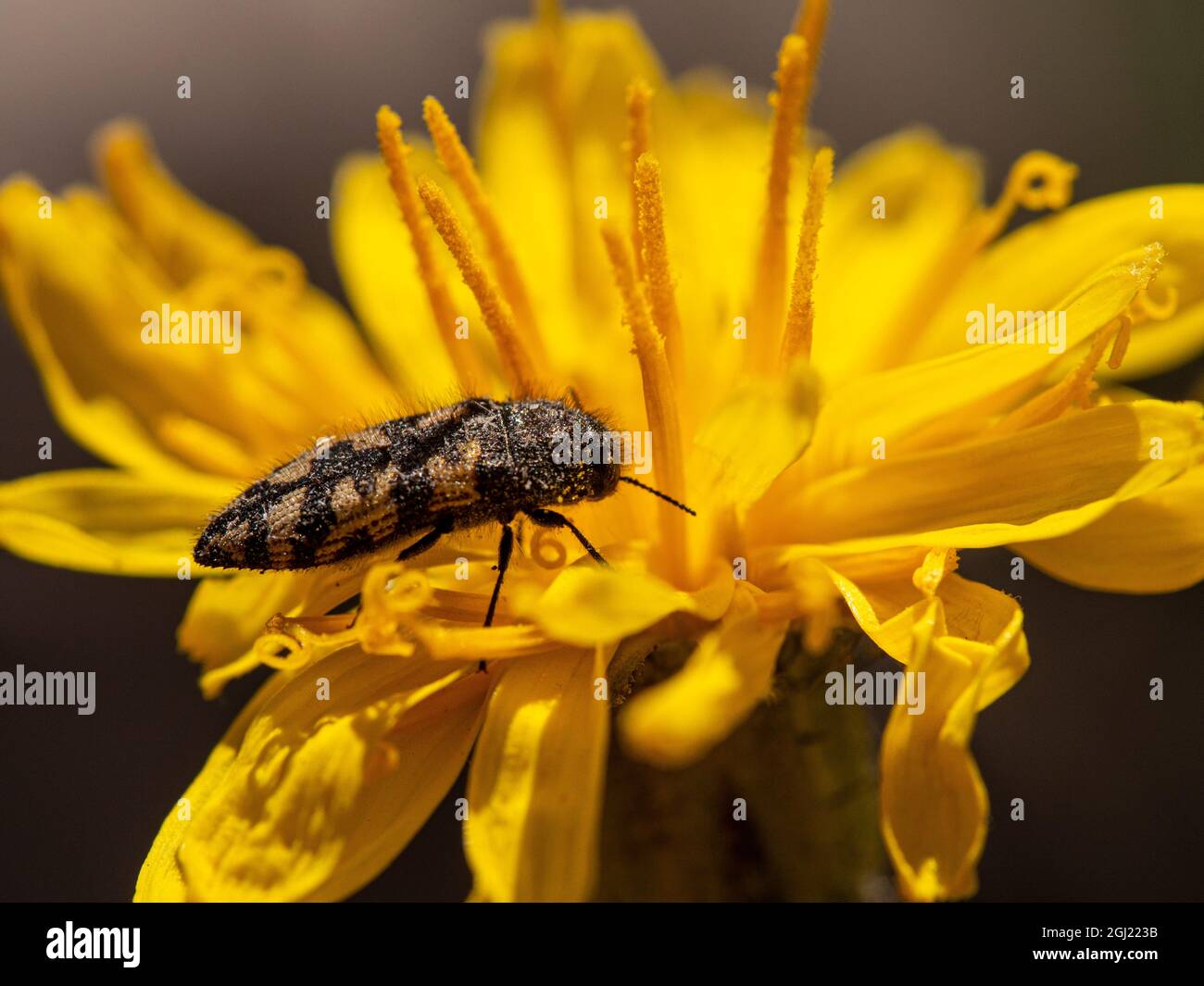 Käfer mit Pollen in gelber Verbundblume, Great Basin National Park, Nevada Stockfoto