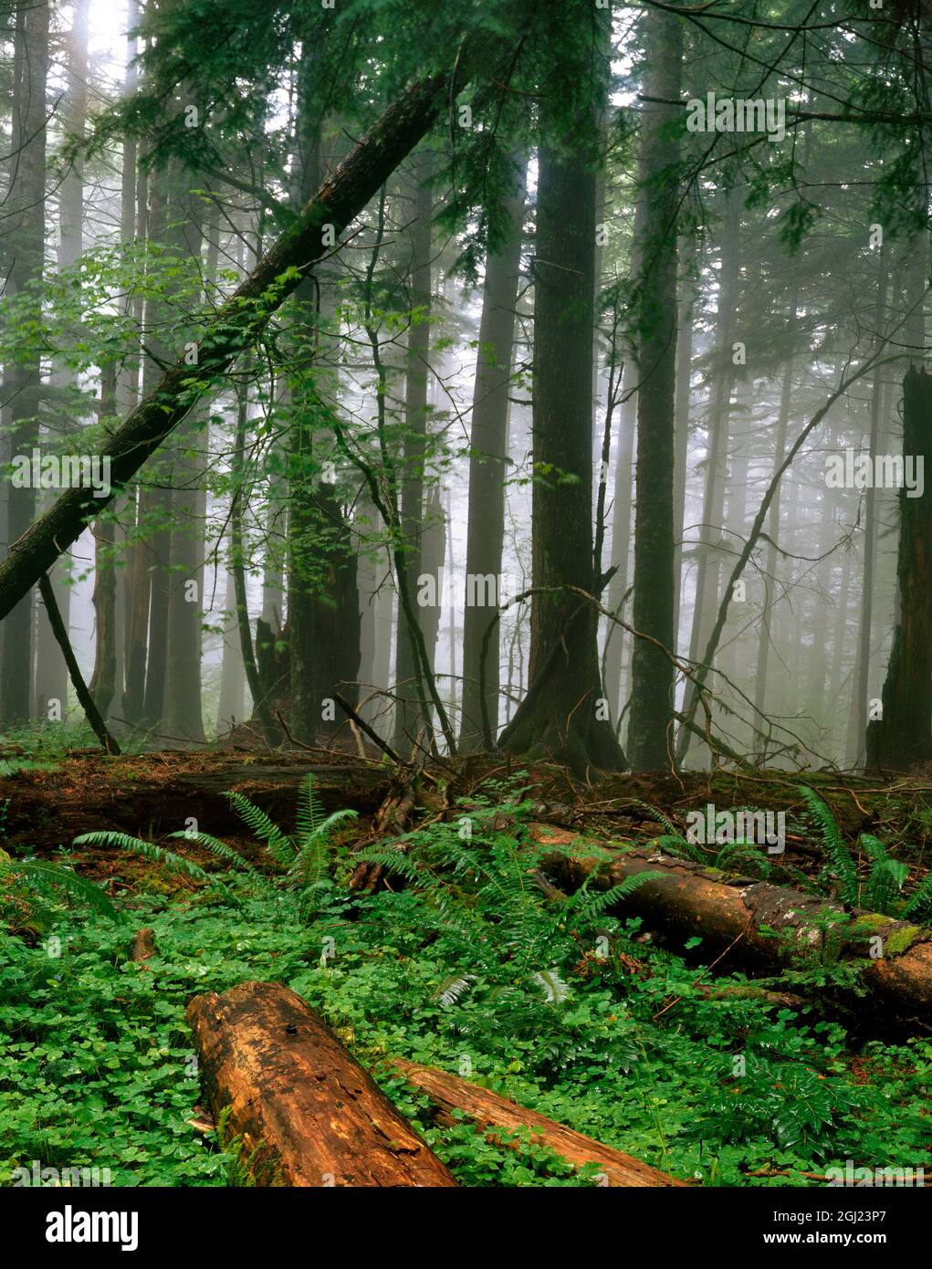 USA, Oregon, Mt. Hood National Forest. Nebelwald am Lärchenberg. Stockfoto