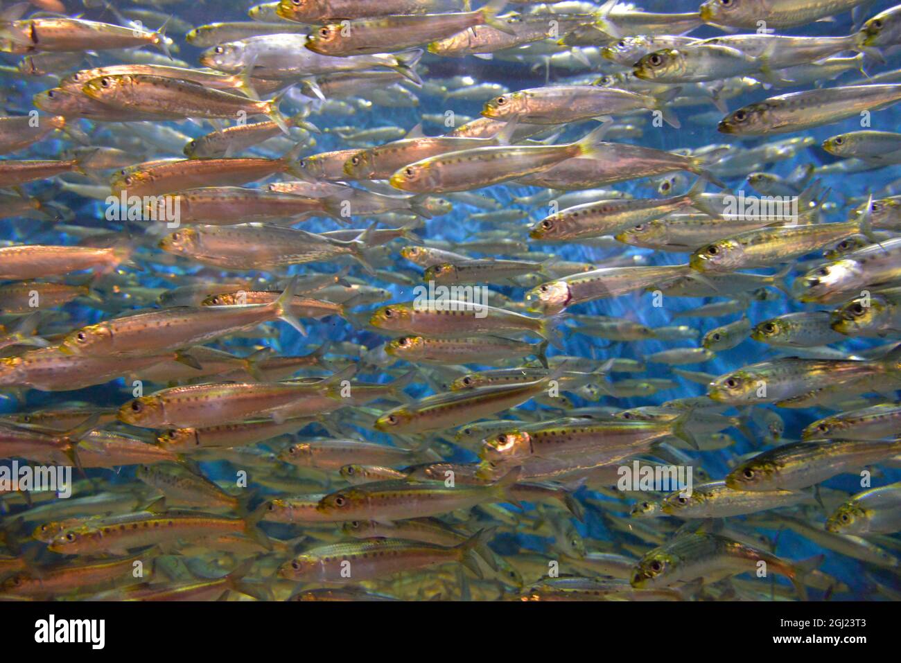 USA, Oregon, Oregon Coast Aquarium. Schule der pazifischen Sardinen im Aquarium. Stockfoto