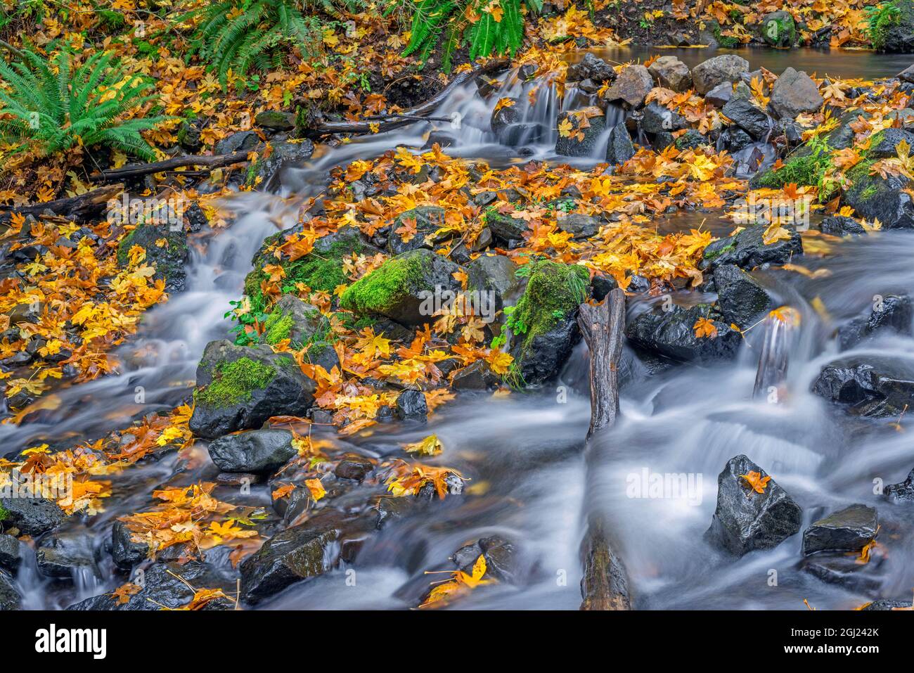 USA, Oregon. Columbia River Gorge National Scenic Area, Hungvation Creek State Park, Hungvation Creek im Herbst mit gefallenen Ahornblättern, dunklen Vulkanen Stockfoto