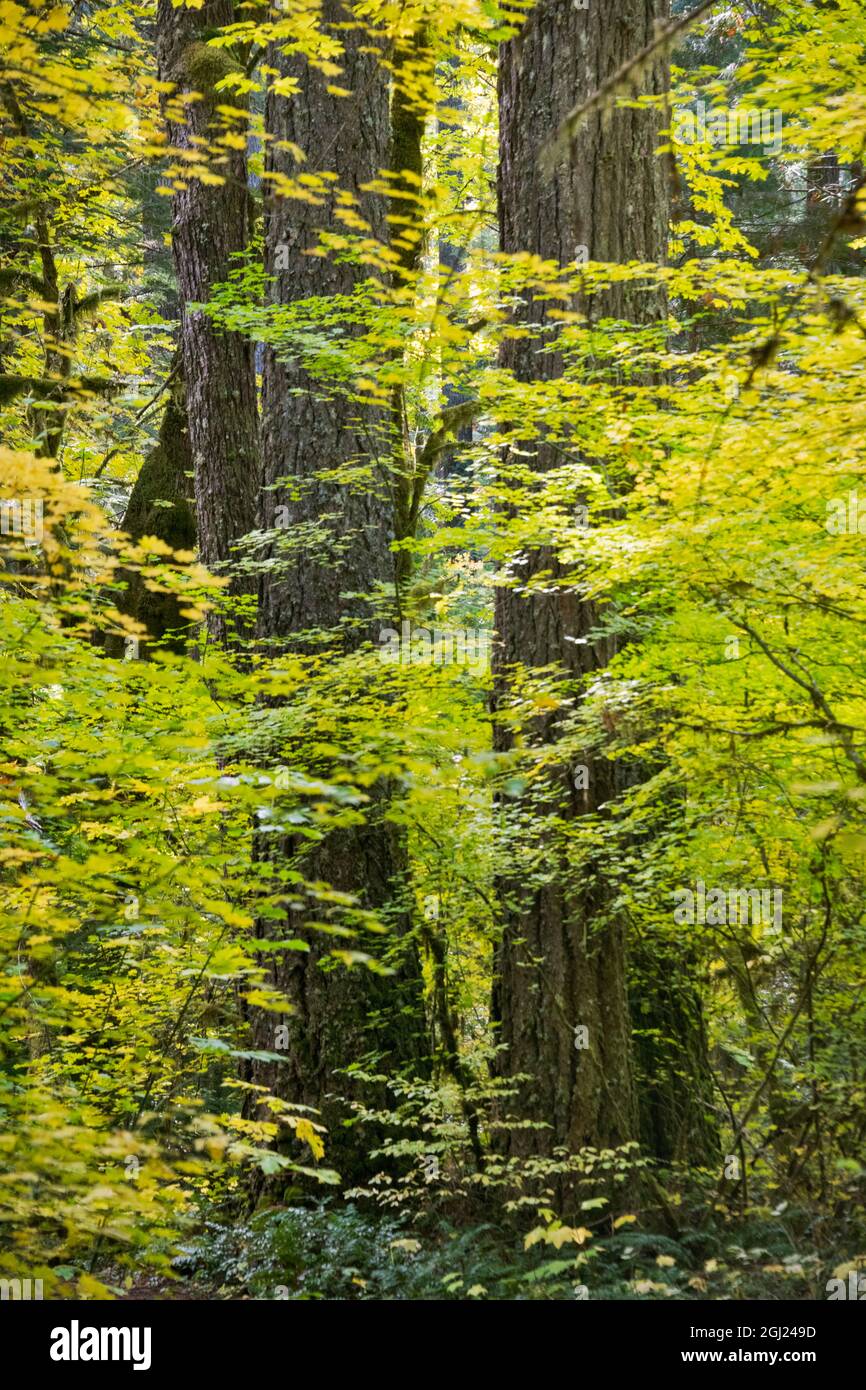 USA, Oregon, Cascade Mountains, Cascades, Cascade Range, Lane County Stockfoto