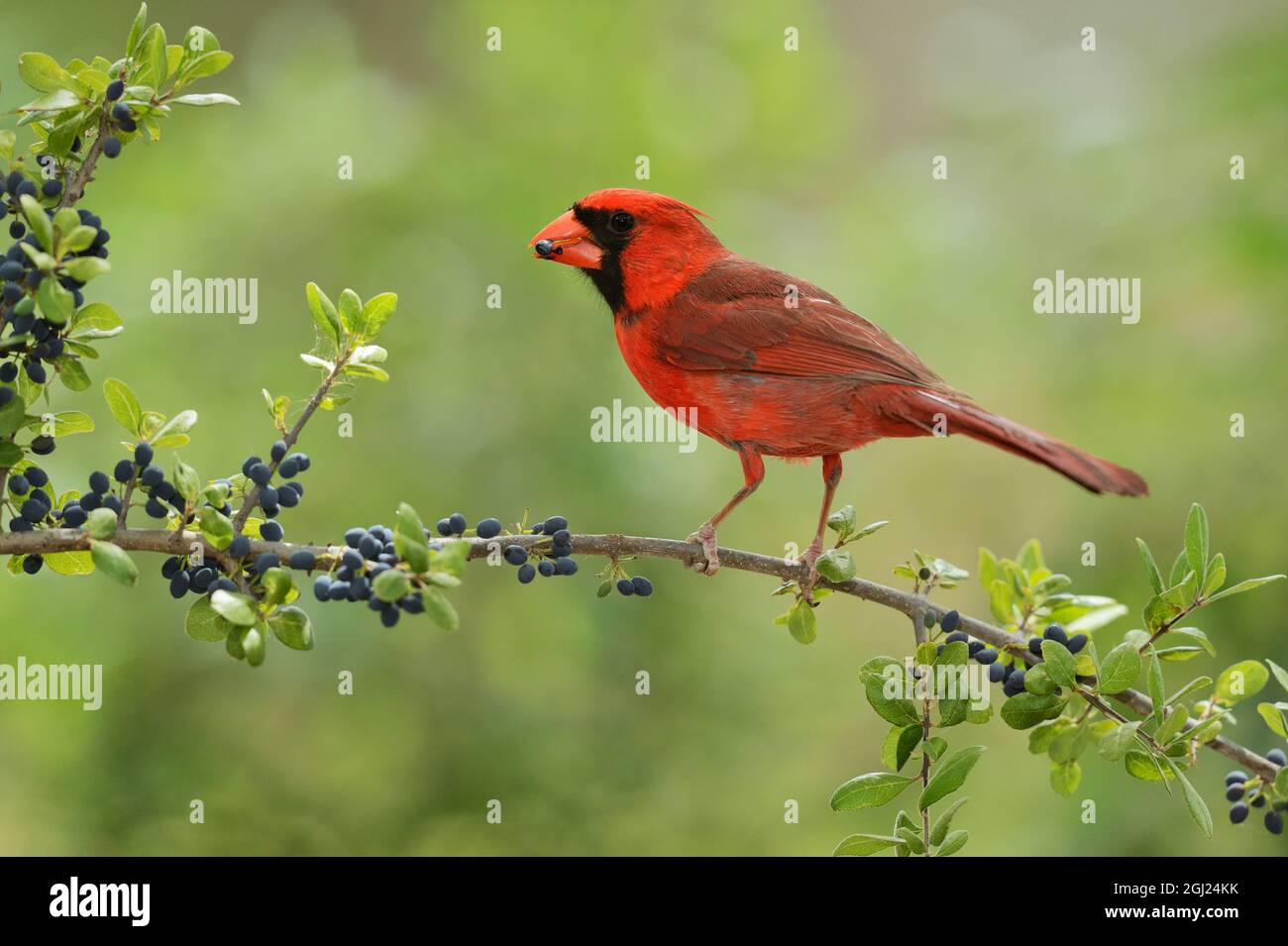Nördlichen Kardinal (Cardinalis Cardinalis), erwachsener Mann Essen Ellenbogen Busch (Forestiera Pubescens) Beeren, Hill Country, Texas, USA Stockfoto