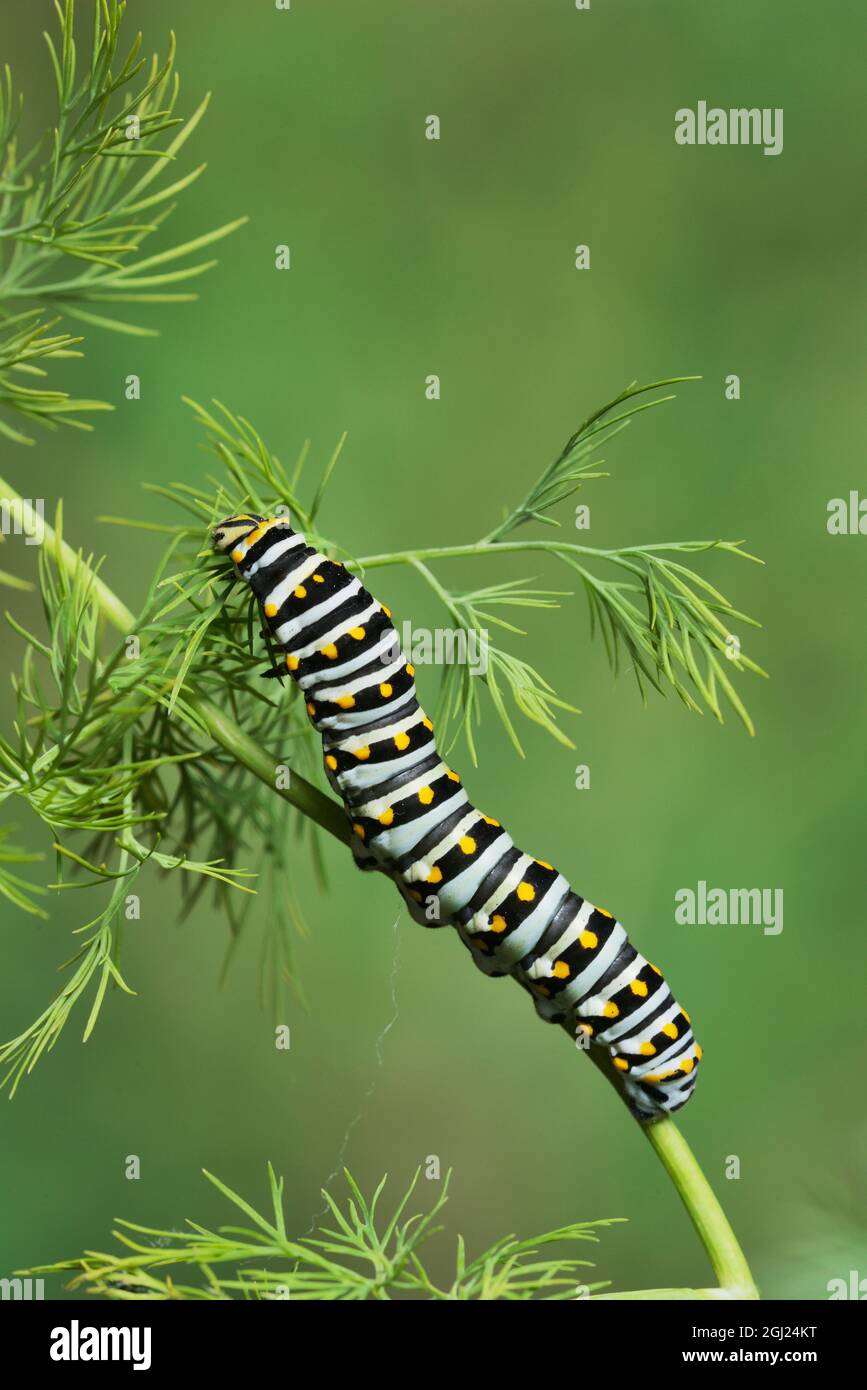 Schwarzen Schwalbenschwanz (Papilio Polyxenes), Raupe, Essen auf Wirtspflanze Fenchel (Foeniculum Vulgare), Hill Country, Texas, USA Stockfoto