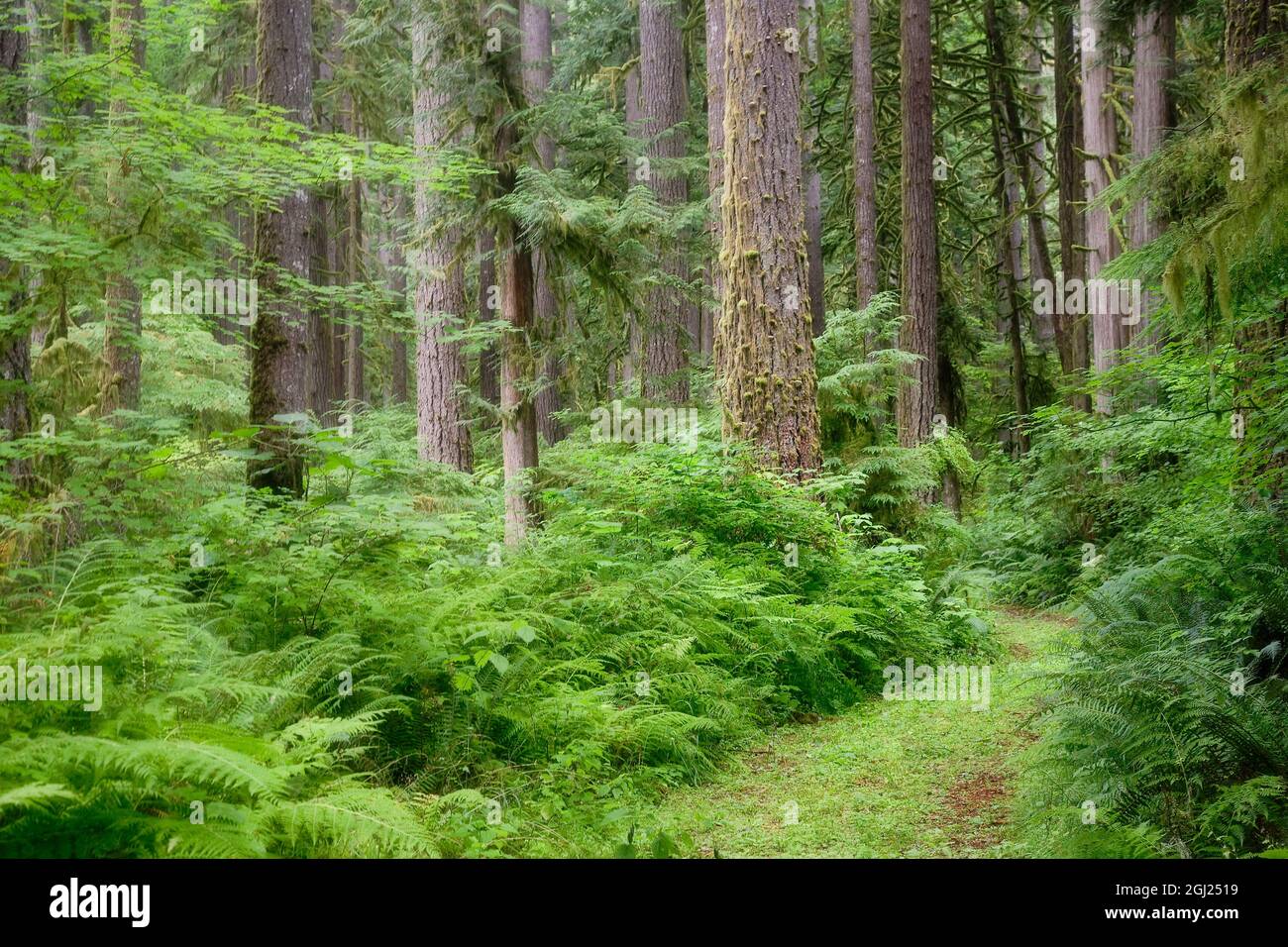 USA, Washington, Rockport State Park, Rockport. Straße durch Bäume und Farne im Wald. Kredit als: Don Paulson / Jaynes Gallery / DanitaDelimont.com Stockfoto