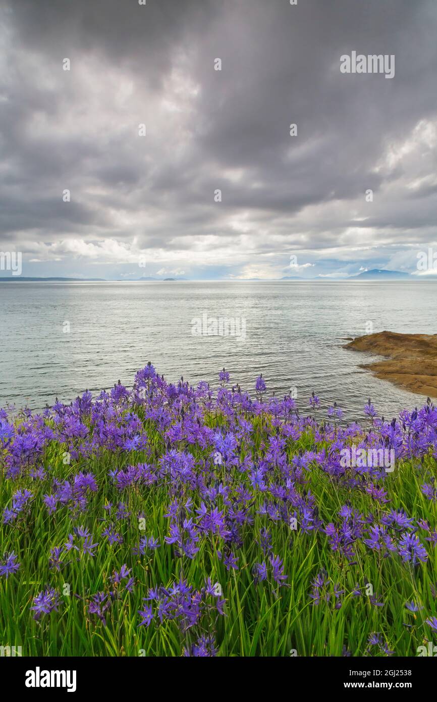 USA, Washington, San Juan Islands. Camas blüht auf der Insel Sucia. Kredit als: Don Paulson / Jaynes Gallery / DanitaDelimont.com Stockfoto