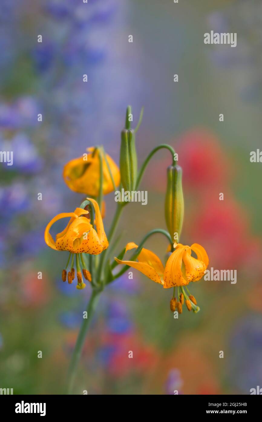 USA, Staat Washington. Columbia Lily (Lilium columbianum) mit Farbwäsche von Lupine und indischen Paintbrush-Wildblumen bei der Firma „Olympic Nati“, „Uncraisine“ Stockfoto
