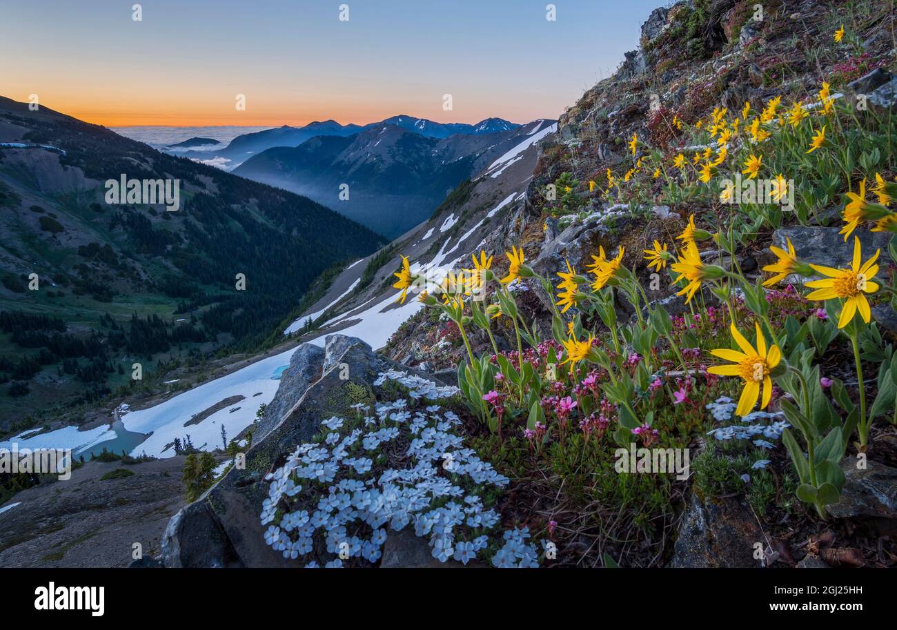 USA, Staat Washington. Alpine Wildblumen, Hairy Arnica (Arnica mollis), Spreading Phlox (Phlox diffusa) und Smooth Douglasia (Douglasia laevigata) AT Stockfoto