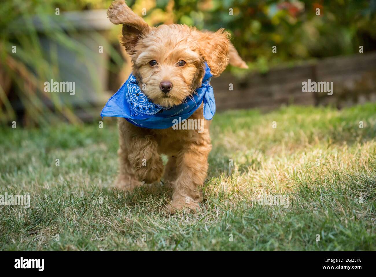 Issaquah, Staat Washington, USA. Der achtwöchige Golddoodle-Welpe trägt ein Nackentuch, während er auf dem Rasen spielt. (PR) Stockfoto