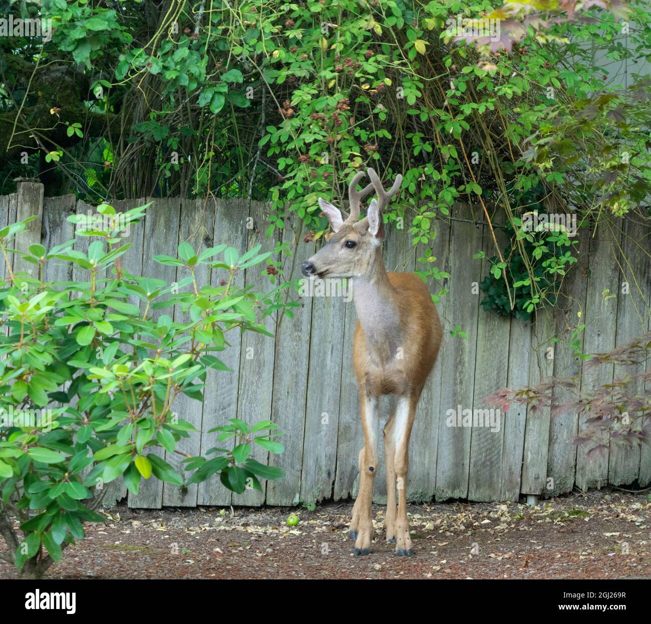 Washington State, Redmond. Schwarzschwanz-Hirsch, junger Bock Stockfoto