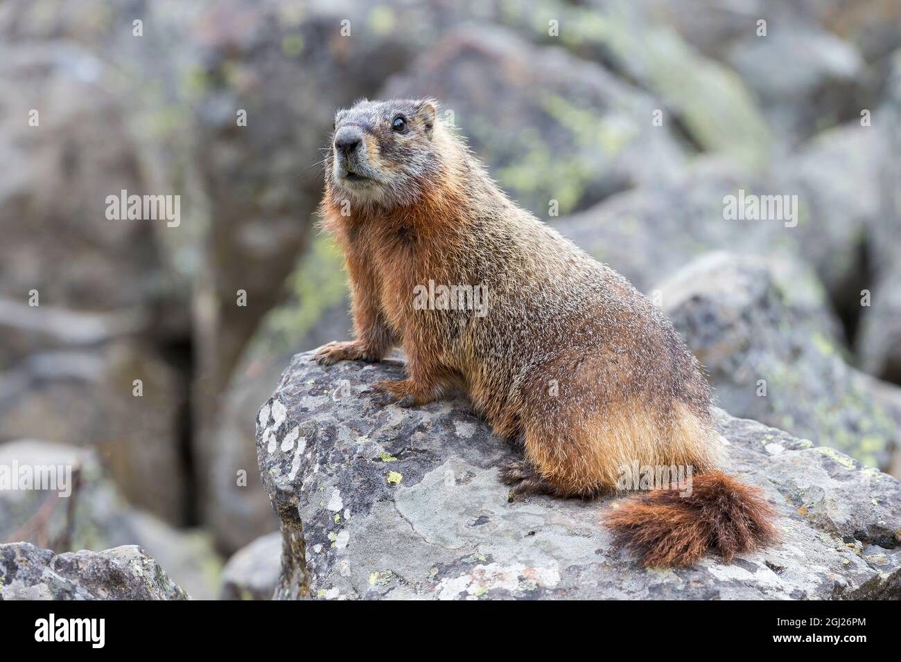 Yellowstone National Park, gelbbauchige Murmeltier, die auf einem Felsen posiert. Stockfoto