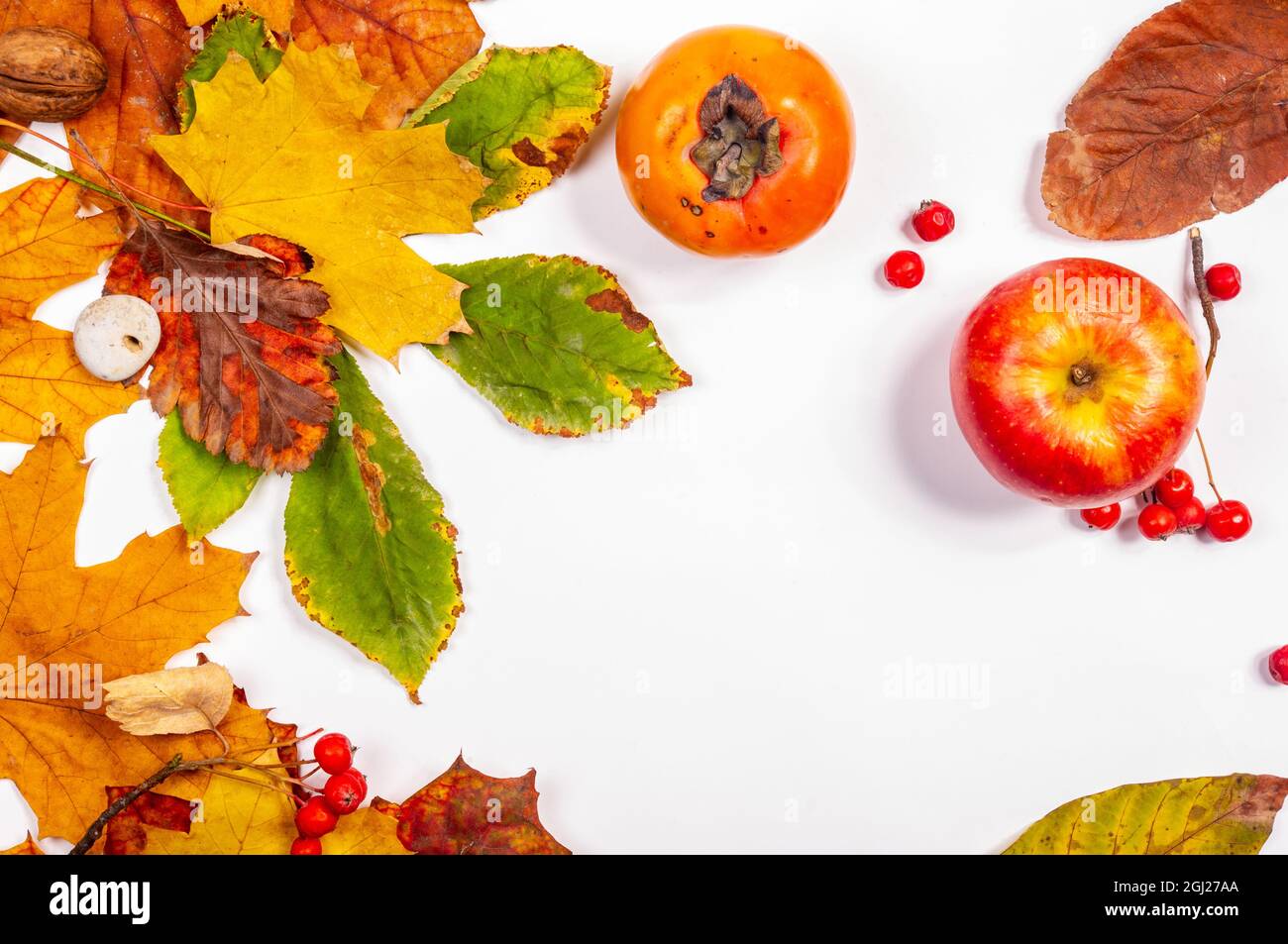 Herbstliche Kunstkomposition - abwechslungsreiche getrocknete Blätter, Kürbisse, Früchte, Vogelbeeren auf weißem Hintergrund. Herbst, Herbst, halloween, Danksagetag Konzept Stockfoto