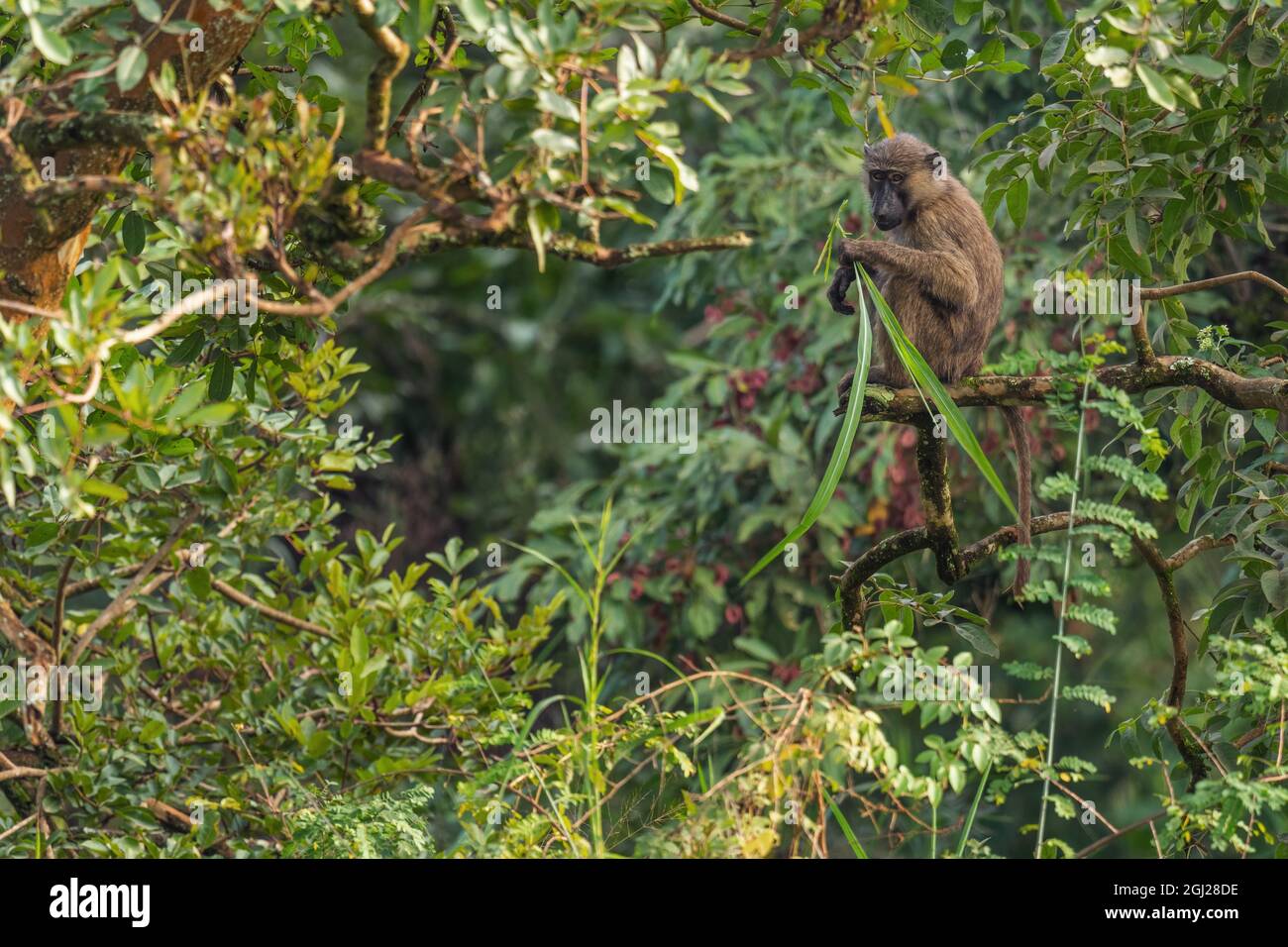 Olive Baboon - Papio anubis, großer Bodenprimat aus afrikanischen Büschen und Wäldern, Bale Mountains, Budongo Forest, Uganda. Stockfoto