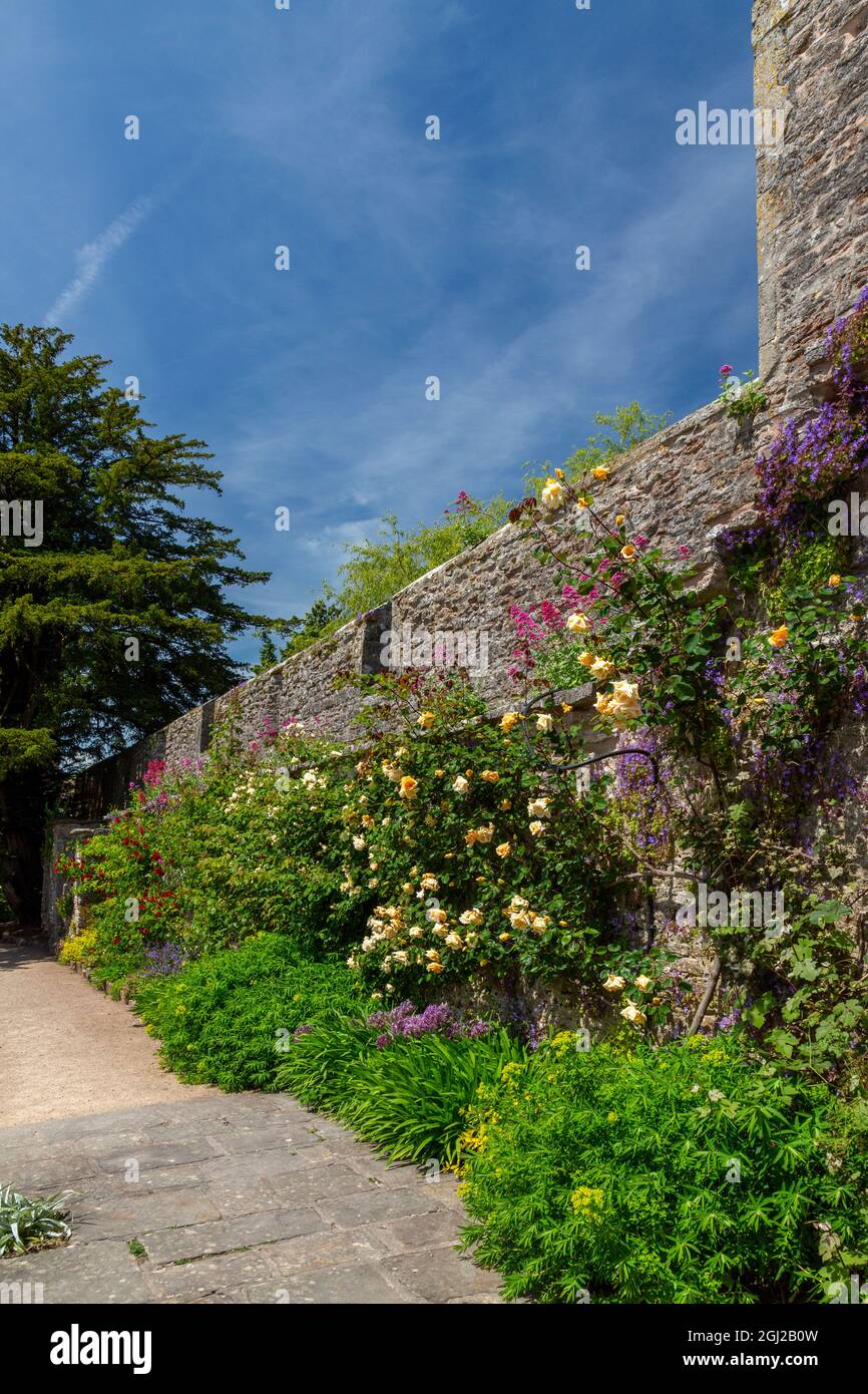 Farbenfrohe krautige Grenzen im ummauerten Garten der Bishop's Palace Gardens in Wells, Somerset, England, Großbritannien Stockfoto