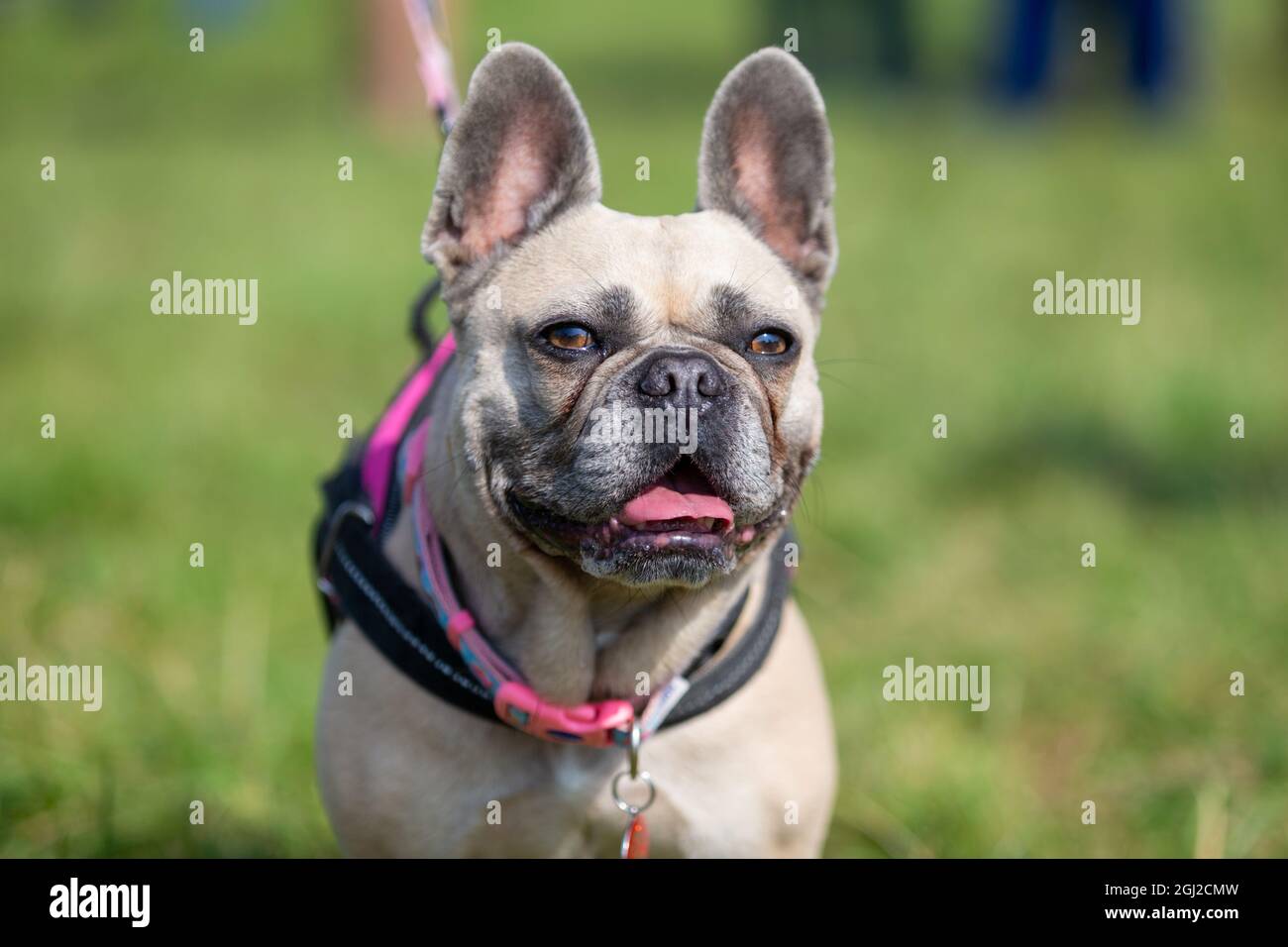 Französische Bulldogge draußen an der Leine Stockfoto