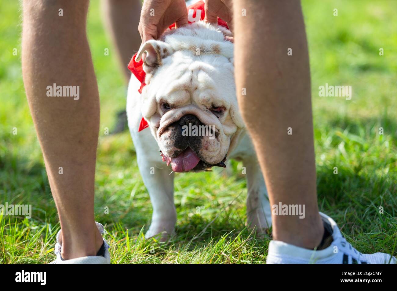 Bulldog Rasse Hund im Freien Stockfoto