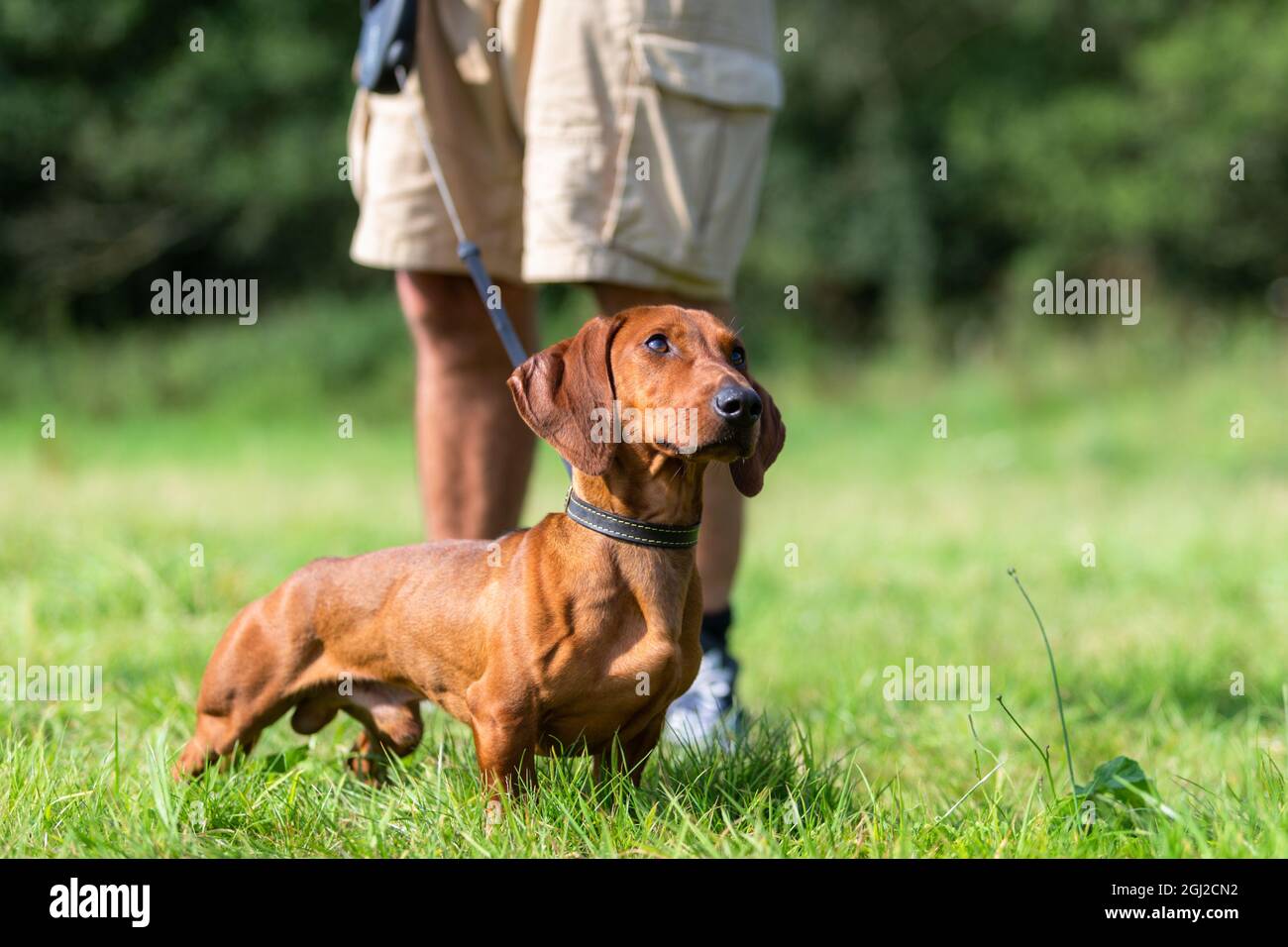 Dackel Hund draußen auf einer Leine mit Besitzer, UK Stockfoto