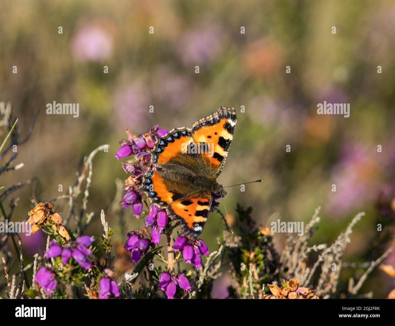 Der kleine Tortoiseshell-Schmetterling ist einer der häufigsten und farbenfrohsten der britischen Lepidoptera. Sie sind den ganzen Sommer über aktiv Stockfoto