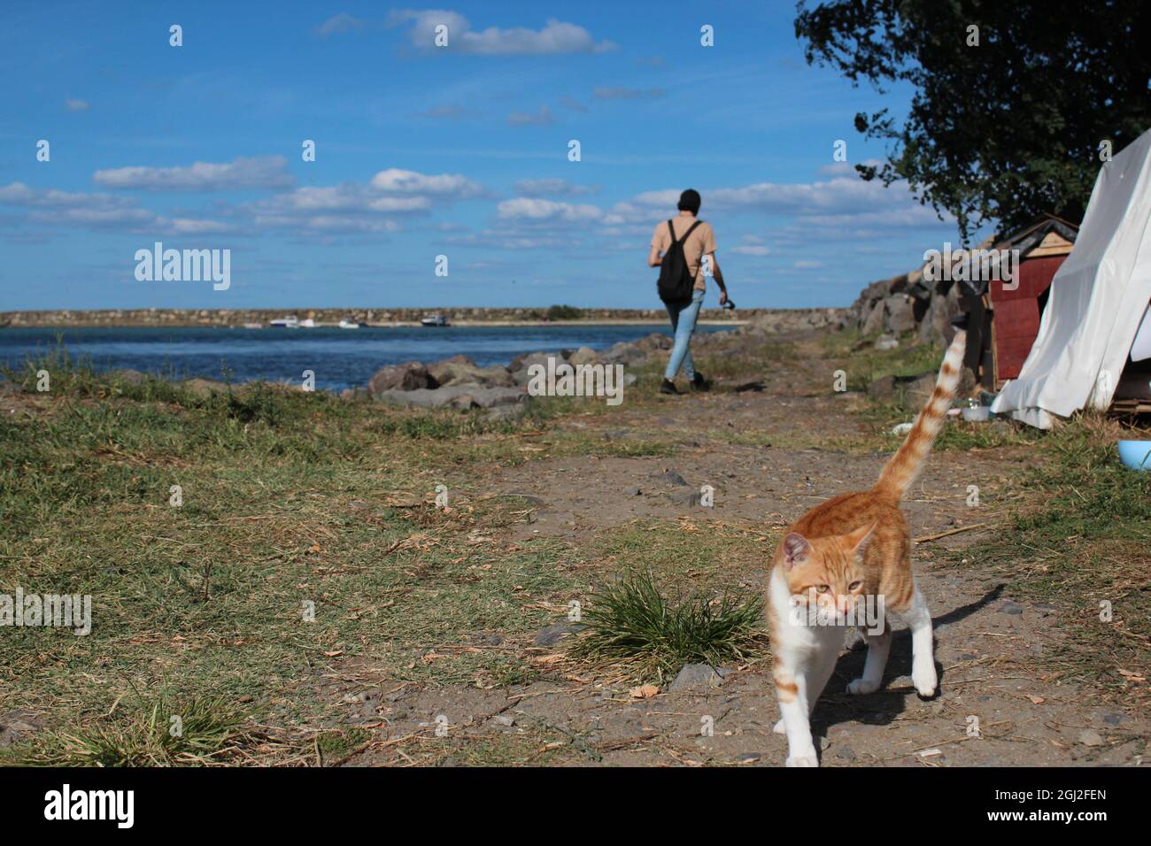 Der Mensch übergibt seine Katze in die Katzenzelte. Traurige Katze verlässt seinen Besitzer. Stockfoto