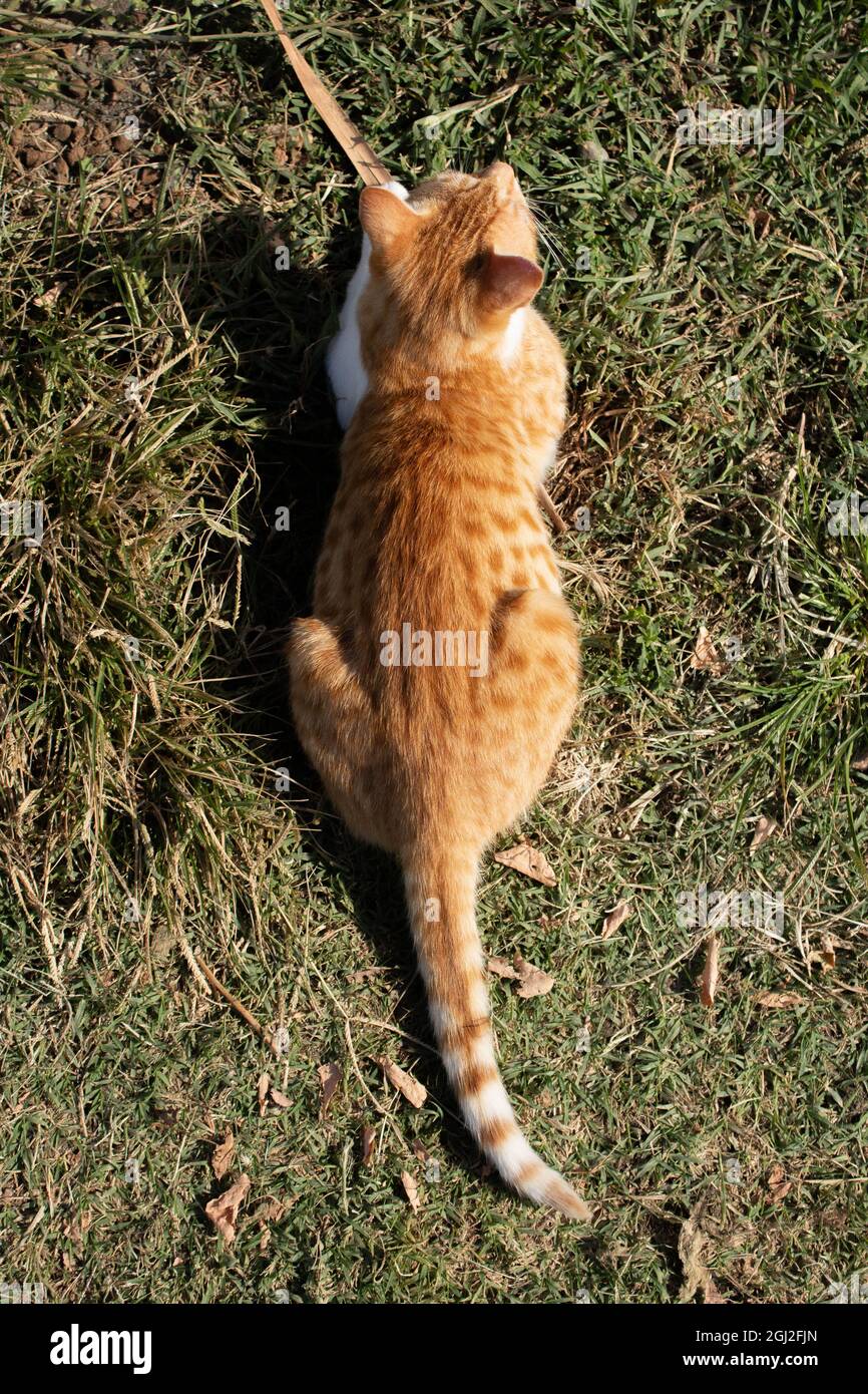 Niedliche orangefarbene Katze, die wie eine Amphibie aussieht. Stockfoto