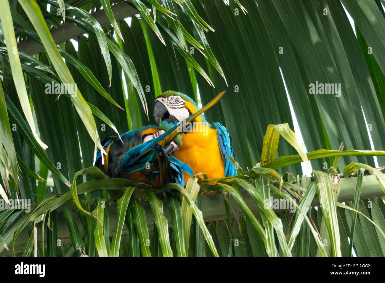 Blaue und Gelbe Aras (Ara Arauna), die sich gegenseitig aufräuben. Aras, die in einer Palme stehen. Papageien spielen zusammen. Stockfoto