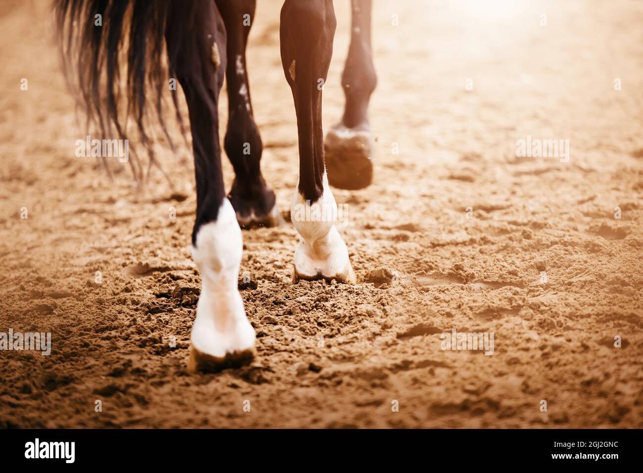 Eine Rückansicht eines schwarzen Pferdes mit langem Schwanz, das um die Arena galoppiert und an einem sonnigen Tag mit seinen Hufen auf den Sand tritt. Reitsport. Stockfoto